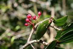 Medinilla malabarica